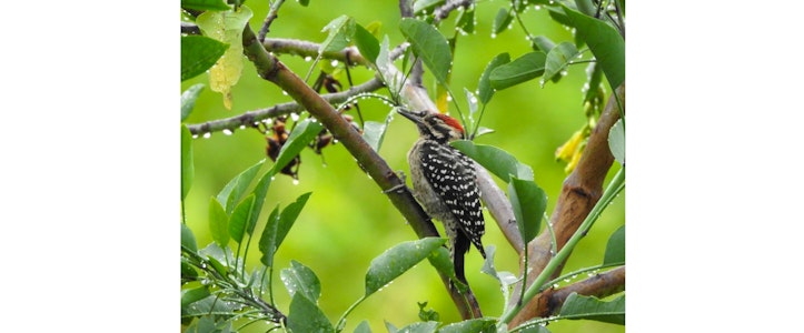 El Museo Nacional de los Ferrocarriles Mexicanos celebra al medio ambiente con “Alas sobre rieles, ciudad de aves”