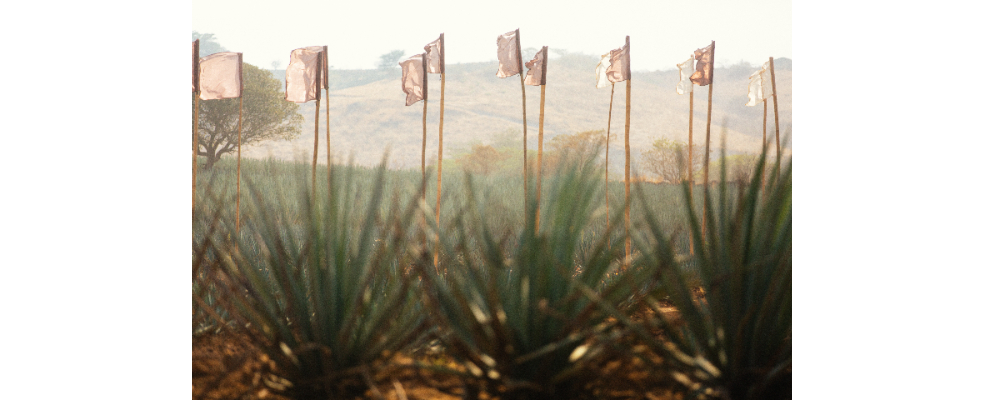 Akamba: naturaleza, música y consciencia ambiental