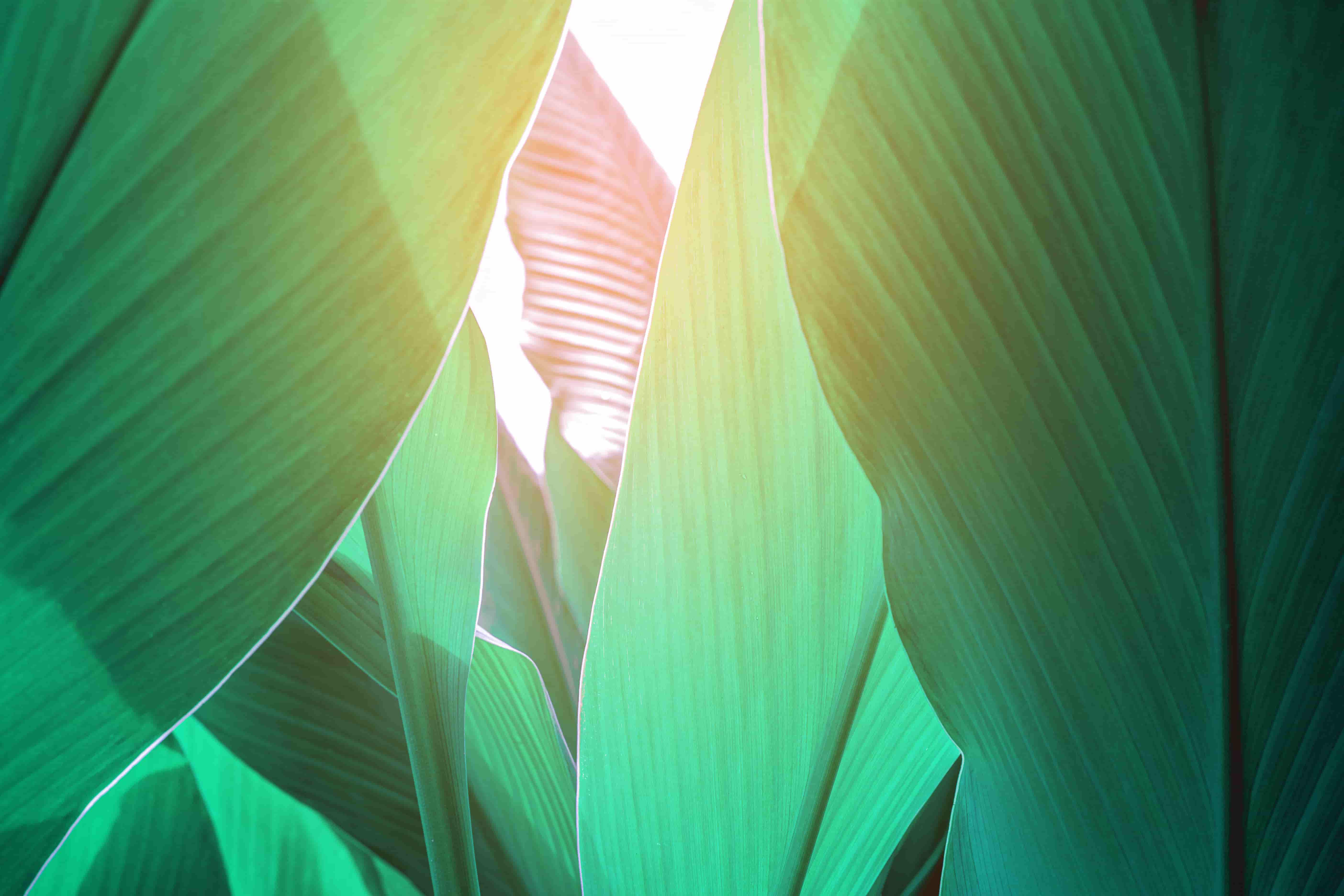 Tres plantas purificadoras de aire, respira profundo y sé verde