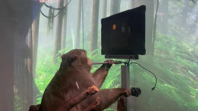 Elon Musk logra que un mono juegue videojuegos