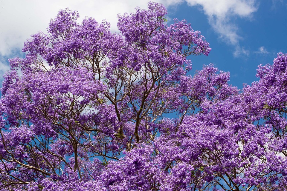 Paseo de la Reforma: Un paseo entre jacarandas