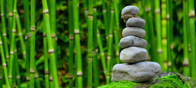 Plantas para crear el jardín zen perfecto