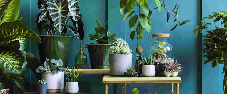Plantas ideales para interiores y exteriores, según la luz