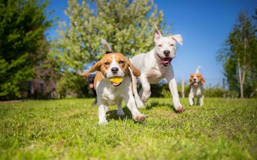 Los mejores parques para pasear a tu perro en la Alc. Cuauhtémoc