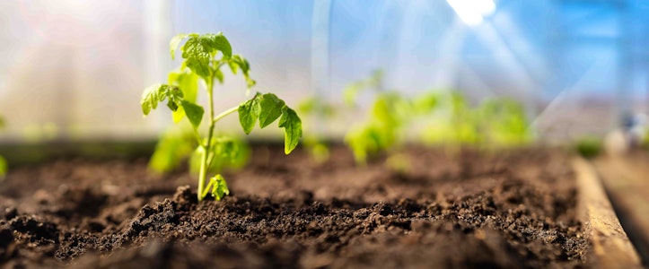 Hazlo tú mismo: crea tu abono casero para tus plantas