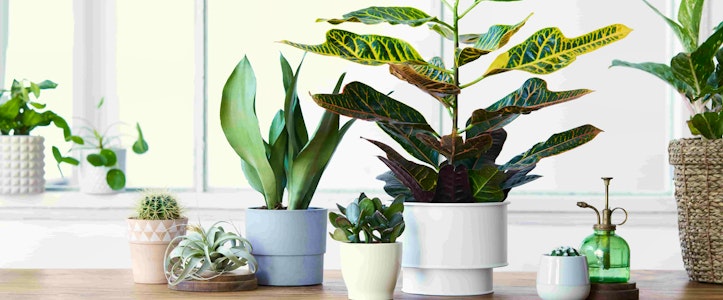 Tendencias de plantas 2021, de texturas y exotismos