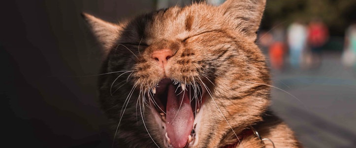 Las mascotas, el internet y toda la ternura en la red