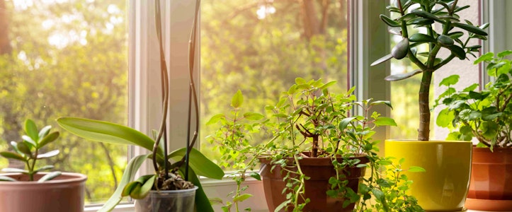 Top 3 mejores tiendas de plantas en la Roma