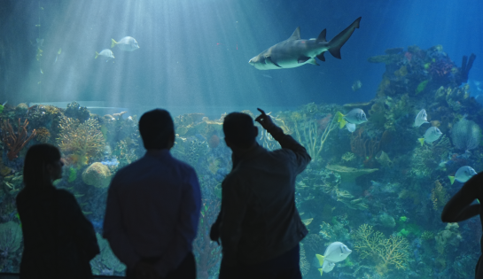 Acuario Inbursa - 15% de descuento al adquirir la fotografía de Bienvenida.