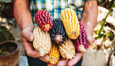 Datos que quizá no sabías del maíz