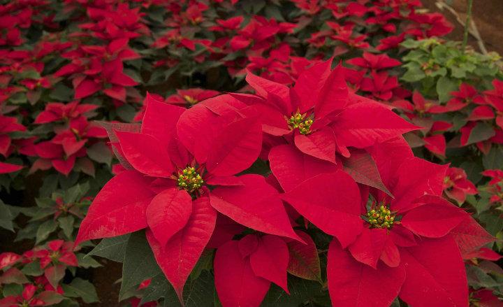 Encuentra las mejores Nochebuenas para tu hogar