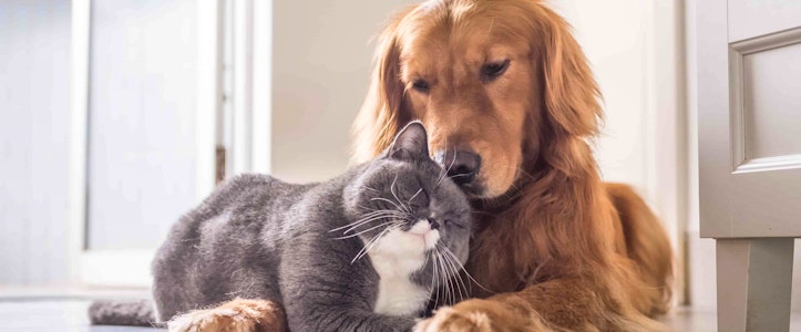 Mascotas: ¿Adoptar o no adoptar?